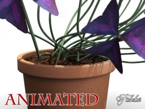 oxalis triangularis std мат 3D Модель