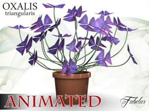 oxalis triangularis std mat 3D Model