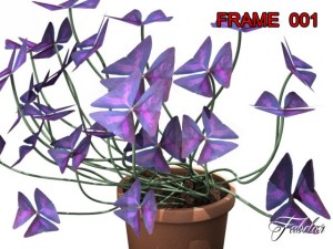 oxalis triangularis std mat Model 3D