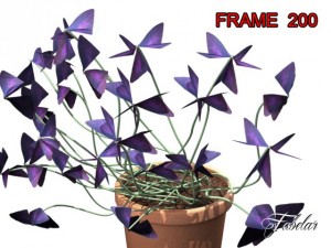 oxalis triangularis std mat Model 3D