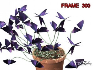 oxalis triangularis std mat Model 3D