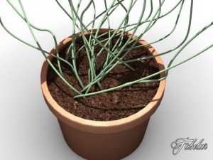 oxalis triangularis std mat Model 3D