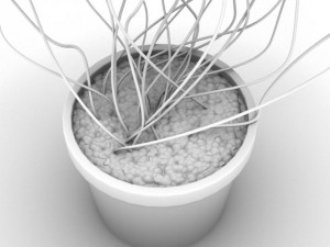 oxalis triangularis std mat Model 3D