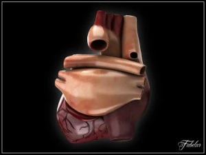 human heart vray 3D Model