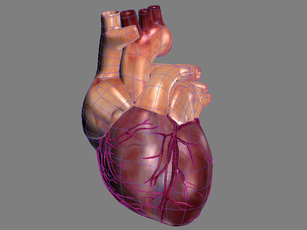 Сердце референс. Анатомическое сердце 3д модель. Анатомическое сердце 3д. Ваза сердце Анатомическое 3д модель.