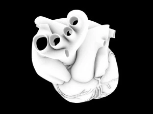 human heart vray 3D Model