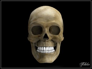human skull vray Model 3D