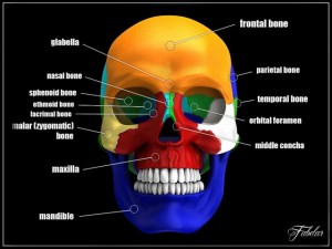 human skull vray Model 3D