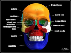 human skull vray 3D Model