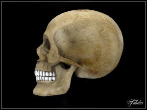 human skull vray Model 3D