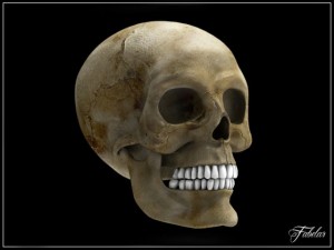 human skull vray Model 3D