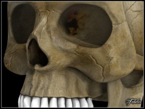human skull vray Model 3D