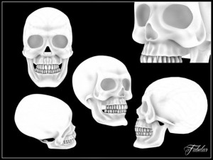 human skull vray Model 3D