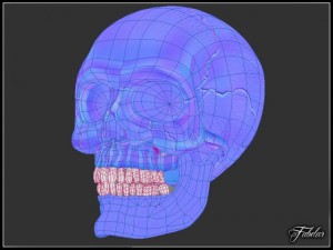 human skull vray Model 3D