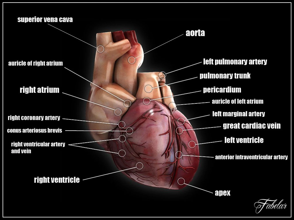 human heart std mat 3D Model .c4d .max .obj .3ds .fbx .stl .blend 