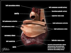human heart std mat 3D Model