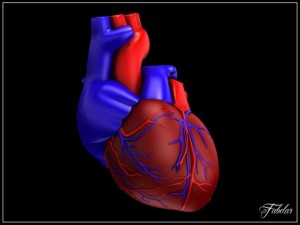 human heart std mat 3D Model