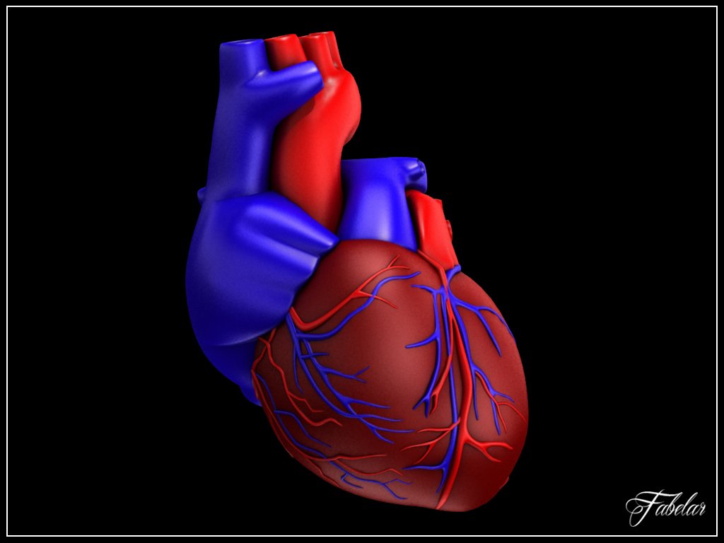 Ферменты сердца. 3д модель сердца человека. Сердце 3д модель анатомия. Сердце человека референс.