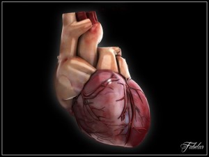 human heart std mat 3D Model