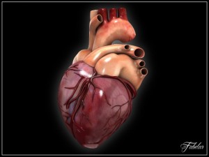 human heart std mat 3D Model