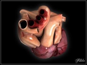 human heart std mat 3D Model