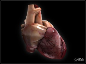 human heart std mat 3D Model