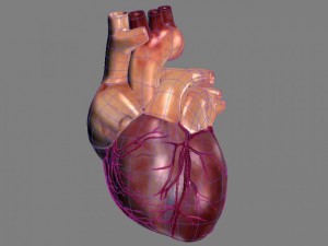 human heart std mat 3D Model
