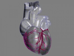 human heart std mat 3D Model