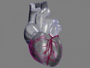 human heart std mat 3D Model