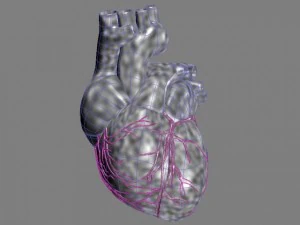 human heart std mat 3D Model