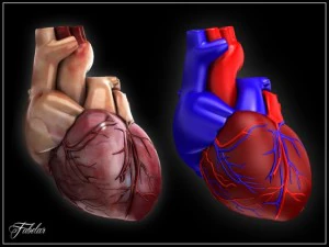 human heart std mat 3D Model
