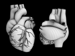human heart std mat 3D Model