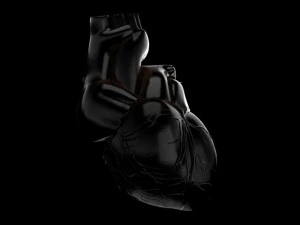 human heart std mat 3D Model
