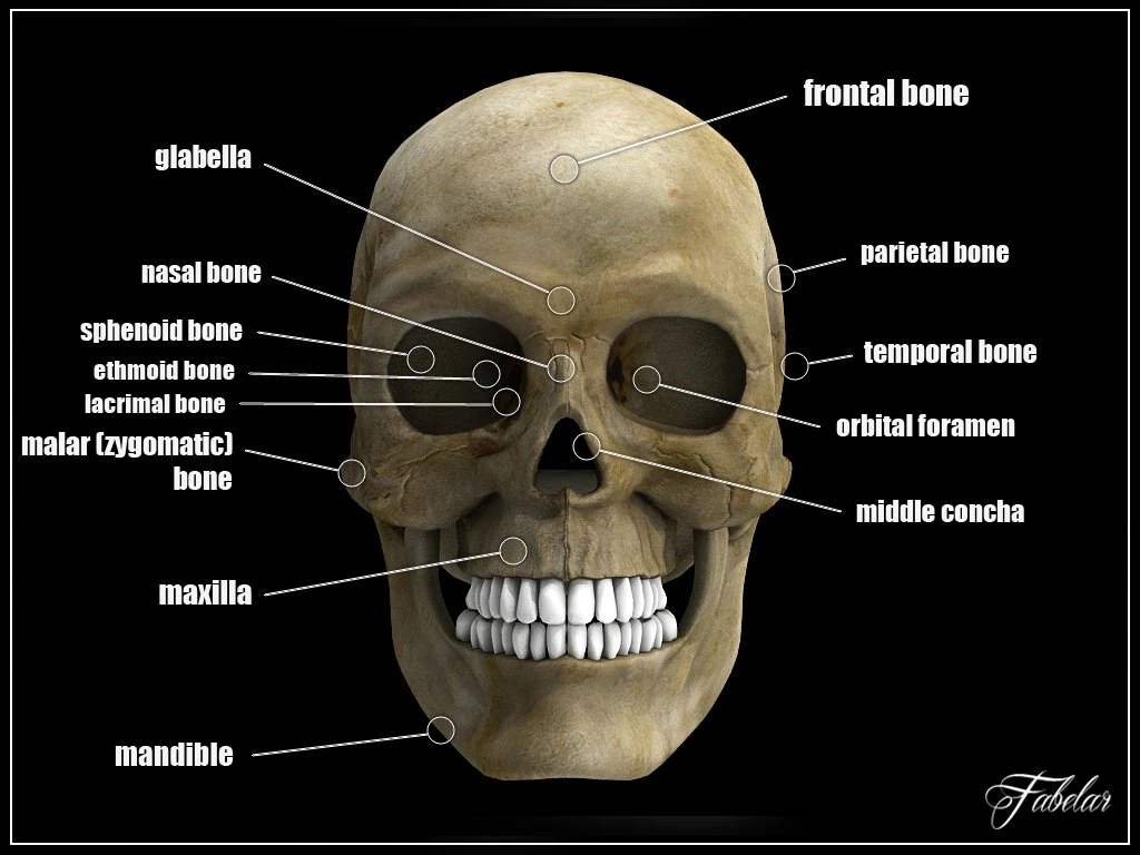human skull std mat 3D Model .c4d .max .obj .3ds .fbx .stl .blend 