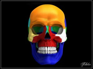 human skull std mat 3D Model