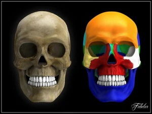 human skull std mat 3D Model
