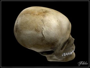 human skull std mat 3D Model
