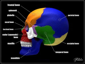 human skull std mat 3D Model