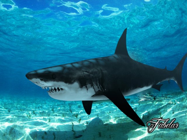great white shark Model 3D .c4d .max .obj .3ds .fbx .stl .blend 