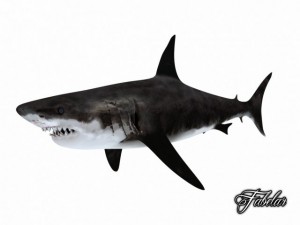 great white shark Model 3D