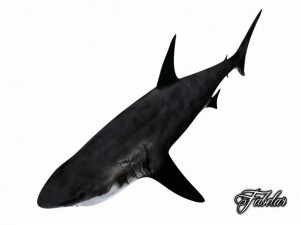 great white shark Model 3D