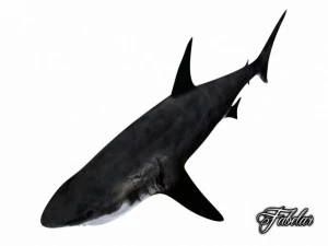 great white shark 3D Model