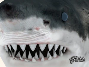 great white shark 3D Model
