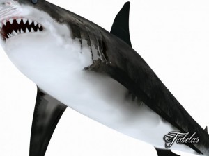 great white shark Model 3D
