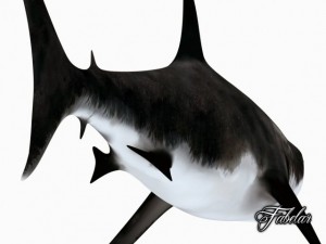 great white shark Model 3D