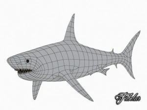 great white shark 3D Model