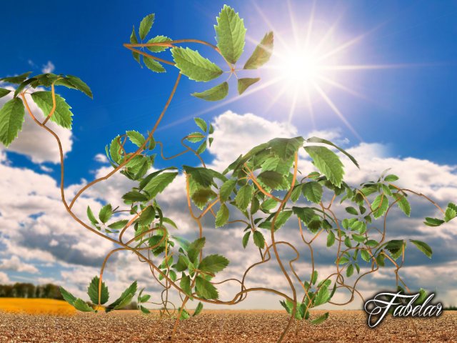 virginia creeper Modèle 3D .c4d .max .obj .3ds .fbx .stl .blend 
