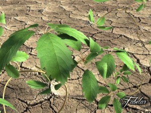 virginia creeper Modèle 3D