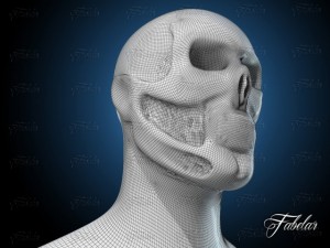 skeleton Modèle 3D