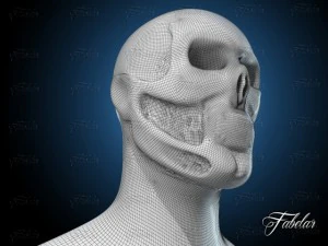 skeleton 3D Model